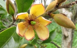 Banana Shrub - 7 Gallon Pot (4-5') -Lawn Starter Shop Banana Shrub Flower Closeup 1