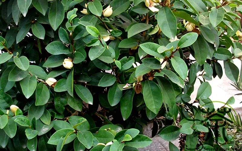 Banana Shrub - 1 Gallon Pot 7 Banana Shrub - 1 Gallon Pot - Image 7