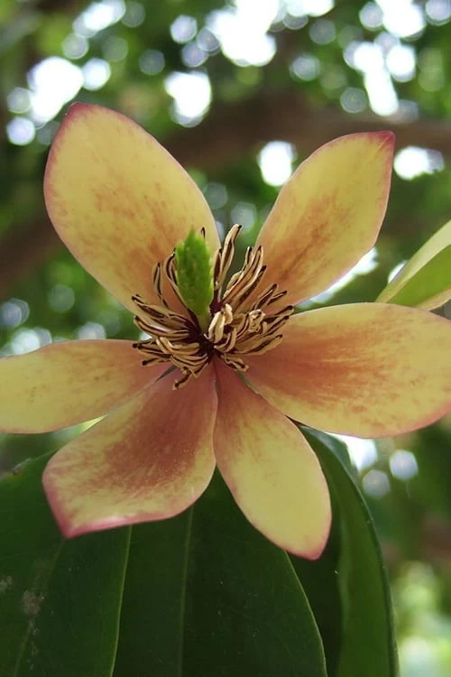 Banana Shrub - 1 Gallon Pot 1 Banana Shrub - 1 Gallon Pot