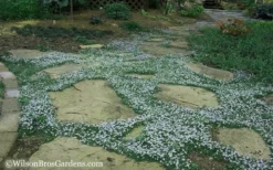 Blue Star Creeper (Laurentia Fluviatilis) - 10 Pack Of Pint Pots -Lawn Starter Shop Blue Star Creeper 20 2