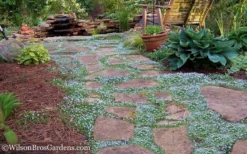 Blue Star Creeper (Laurentia Fluviatilis) - 18 Pack Of Pint Pots -Lawn Starter Shop Blue Star Creeper 21 1