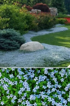 Blue Star Creeper (Laurentia Fluviatilis) - 10 Pack Of Pint Pots -Lawn Starter Shop Blue Star Creeper 24 2