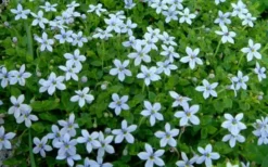 Blue Star Creeper (Laurentia Fluviatilis) - 10 Pack Of Pint Pots -Lawn Starter Shop Blue Star Creeper Laurentia 1 2