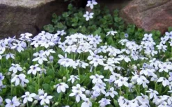 Blue Star Creeper (Laurentia Fluviatilis) - 18 Pack Of Pint Pots -Lawn Starter Shop Blue Star Creeper Laurentia Isotoma 1