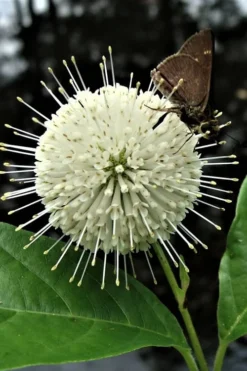 Buttonbush (Cephalanthus Occidentalis) - 3 Pack Of 1.5 Quart Pots -Lawn Starter Shop Buttonbush 3 1