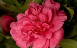 Alabama Beauty Camellia Sasanqua - 2 Gallon Pot -Lawn Starter Shop Camellia Alabama Beauty 50 1