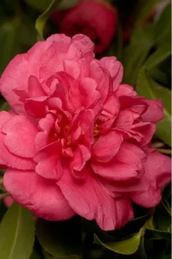 Alabama Beauty Camellia Sasanqua - 2 Gallon Pot