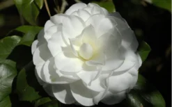 Alba Plena Camellia Japonica - 7 Gallon Pot (3-4') -Lawn Starter Shop Camellia Alba Plena Flower Closeup 2