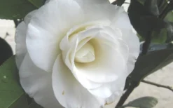 April Snow Camellia Japonica - 3 Gallon Pot -Lawn Starter Shop Camellia April Snow 1