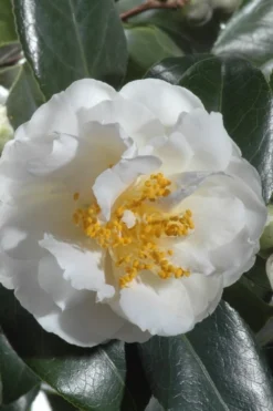 April Snow Camellia Japonica - 3 Gallon Pot -Lawn Starter Shop Camellia April Snow 13