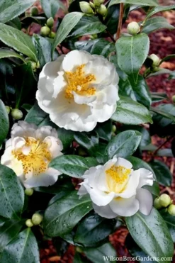April Snow Camellia Japonica - 3 Gallon Pot -Lawn Starter Shop Camellia April Snow 14