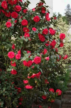 April Tryst Camellia Japonica - 1 Gallon Pot -Lawn Starter Shop Camellia April Tryst 2