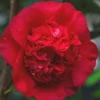 April Tryst Camellia Japonica - 1 Gallon Pot