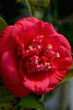 April Tryst Camellia Japonica - 1 Gallon Pot -Lawn Starter Shop Camellia April Tryst 3