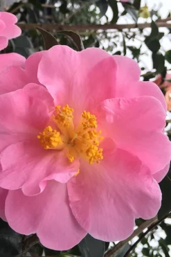 Arctic Dawn Cold Hardy Pink Camellia Hybrid - 1 Gallon Pot -Lawn Starter Shop Camellia Arctic Dawn 1
