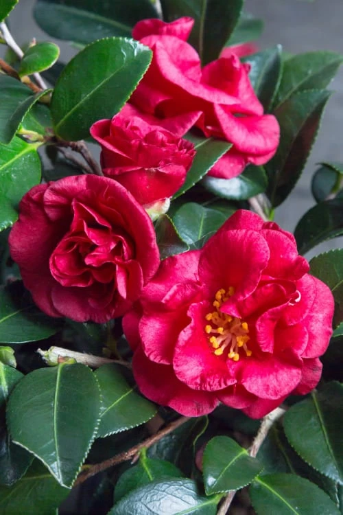 Bella Rouge Camellia Sasanqua - 2 Gallon Pot 1 Bella Rouge Camellia Sasanqua - 2 Gallon Pot
