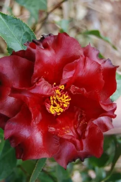 Black Magic Camellia Japonica - 1 Gallon Pot -Lawn Starter Shop Camellia Black Magic 2