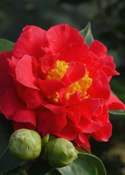 Blood Of China Fragrant Red Camellia Japonica - 1 Gallon Pot