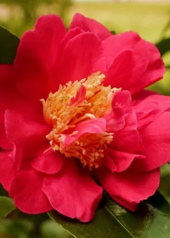 Blood Of China Fragrant Red Camellia Japonica - 1 Gallon Pot -Lawn Starter Shop Camellia Blood Of China 3