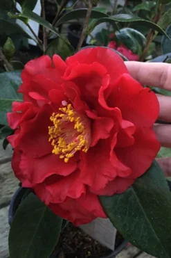 Bob Hope Camellia Japonica - 1 Gallon Pot
