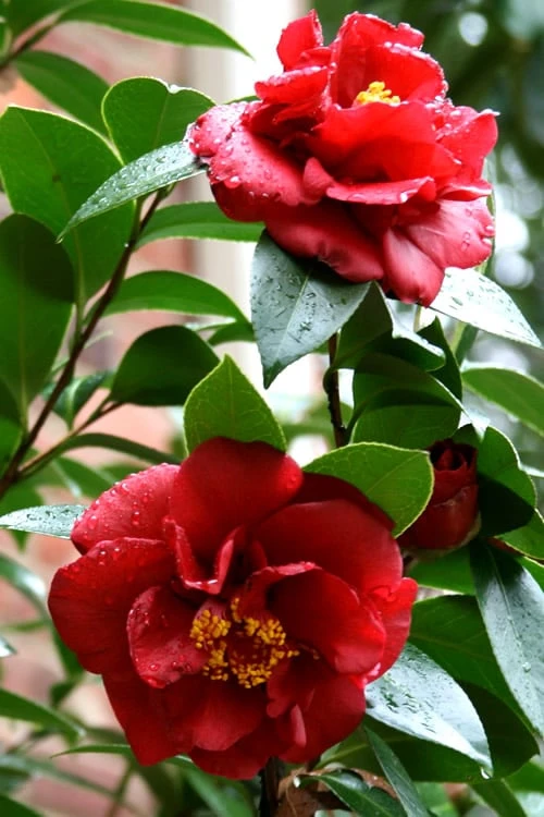 Bob Hope Camellia Japonica - 1 Gallon Pot 6 Bob Hope Camellia Japonica - 1 Gallon Pot - Image 6