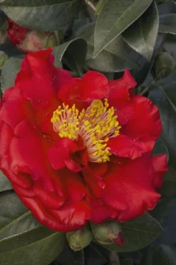 Bob Hope Camellia Japonica - 1 Gallon Pot 9 Bob Hope Camellia Japonica - 1 Gallon Pot -Lawn Starter Shop Camellia Bob Hope 5