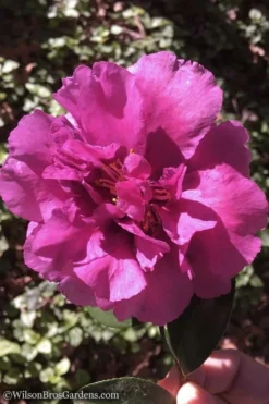 Bonanza Purple Camellia Sasanqua - 3 Gallon Pot 11 Bonanza Purple Camellia Sasanqua - 3 Gallon Pot -Lawn Starter Shop Camellia Bonanza 102 1