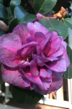 Bonanza Purple Camellia Sasanqua - 3 Gallon Pot 12 Bonanza Purple Camellia Sasanqua - 3 Gallon Pot -Lawn Starter Shop Camellia Bonanza Purple 4