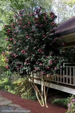 Bonanza Purple Camellia Sasanqua - 3 Gallon Pot 13 Bonanza Purple Camellia Sasanqua - 3 Gallon Pot -Lawn Starter Shop Camellia Bonanza Purple 7