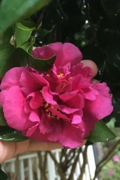 Bonanza Purple Camellia Sasanqua - 3 Gallon Pot 10 Bonanza Purple Camellia Sasanqua - 3 Gallon Pot -Lawn Starter Shop Camellia Bonanza Purple 9