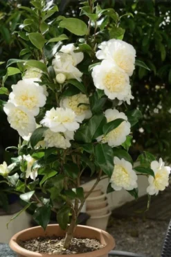 Brushfield Yellow Camellia Japonica - 6 Pack Of 1 Gallon Pots -Lawn Starter Shop Camellia Brushfield Yellow 500x750 2
