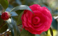 C. M. Hovey Camellia Japonica - 3 Gallon Pot -Lawn Starter Shop Camellia C M Hovey 1