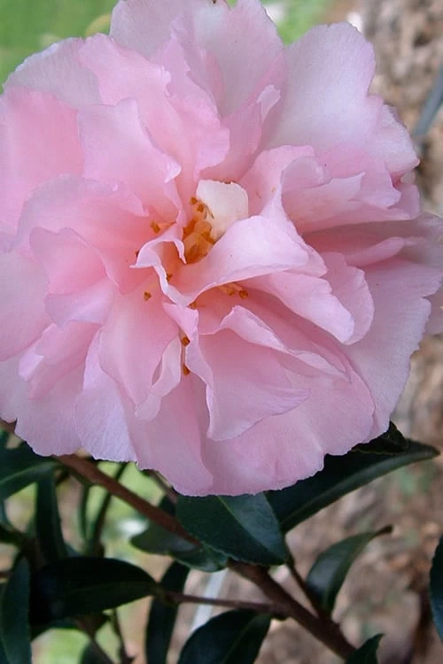 Cotton Candy Camellia Sasanqua - 6 Pack Of 1 Gallon Pots 1 Cotton Candy Camellia Sasanqua - 6 Pack Of 1 Gallon Pots