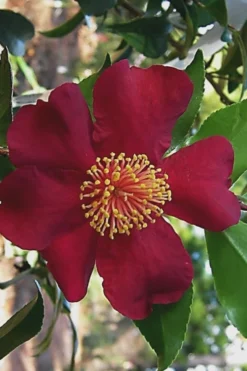 October Magic Crimson 'N Clover Camellia - 3 Gallon Pot -Lawn Starter Shop Camellia Crimson N Clover 1