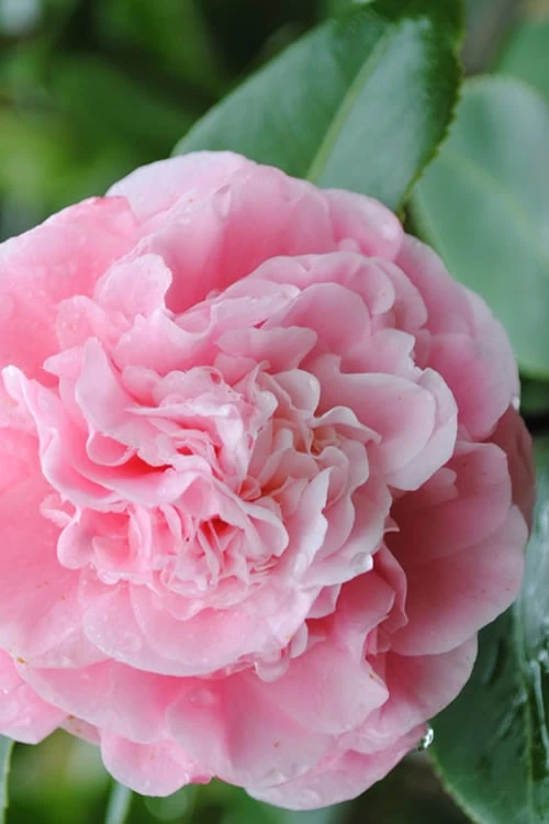 Debutante Pink Camellia Japonica - 6 Pack Of 1 Gallon Pots 1 Debutante Pink Camellia Japonica - 6 Pack Of 1 Gallon Pots