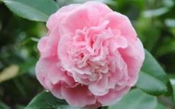 Debutante Pink Camellia Japonica - 6 Pack Of 1 Gallon Pots 9 Debutante Pink Camellia Japonica - 6 Pack Of 1 Gallon Pots -Lawn Starter Shop Camellia Debutante Closeup Flower 3