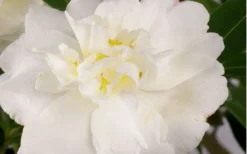 Diana Camellia Sasanqua - 2 Gallon Pot -Lawn Starter Shop Camellia Diana Flower Closeup