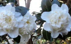 Fifth Avenue White Camellia Japonica - 3 Gallon Pot -Lawn Starter Shop Camellia Fifth Avenue 21