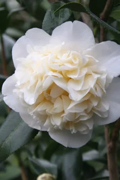 Fifth Avenue White Camellia Japonica - 3 Gallon Pot