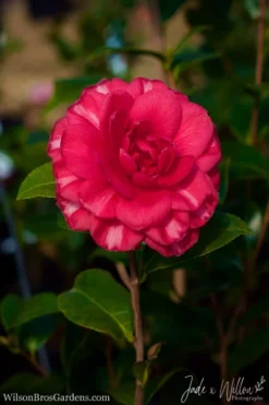 Glen 40 Camellia Japonica - 1 Gallon Pot -Lawn Starter Shop Camellia Glen 40 JW 1