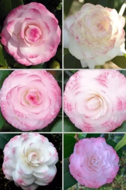 Grace Albritton Camellia Japonica - 1 Gallon Pot -Lawn Starter Shop Camellia Grace Albritton 4