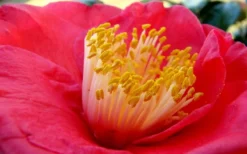 Gunsmoke Camellia Japonica - 3 Gallon Pot -Lawn Starter Shop Camellia Gunsmoke Closeup Flower 3