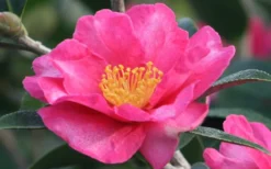 Kanjiro Camellia Sasanqua - 7 Gallon Pot (4-5') -Lawn Starter Shop Camellia Kanjiro Closeup Flower