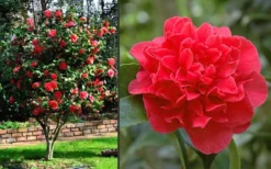 Kramers Supreme Red Double Camellia Japonica - 2 Gallon Pot -Lawn Starter Shop Camellia Kramers Supreme 2