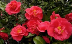 Kramers Supreme Red Double Camellia Japonica - 2 Gallon Pot -Lawn Starter Shop Camellia Kramers Supreme 52