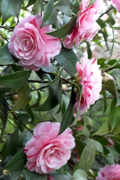 LA Peppermint Camellia Japonica - 3 Gallon Pot -Lawn Starter Shop Camellia La Peppermint 1