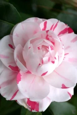 LA Peppermint Camellia Japonica - 3 Gallon Pot -Lawn Starter Shop Camellia La Peppermint 2