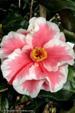 Lady Vansittart Multicolor Camellia Japonica - 3 Gallon Pot -Lawn Starter Shop Camellia Lady Vansittart 12 1