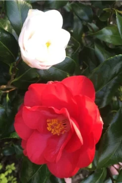 Lady Vansittart Multicolor Camellia Japonica - 3 Gallon Pot -Lawn Starter Shop Camellia Lady Vansittart Red Flower 1 1