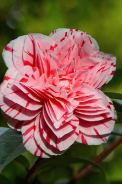 Les Marbury Camellia Japonica - 3 Gallon Pot -Lawn Starter Shop Camellia Les Marbury 2